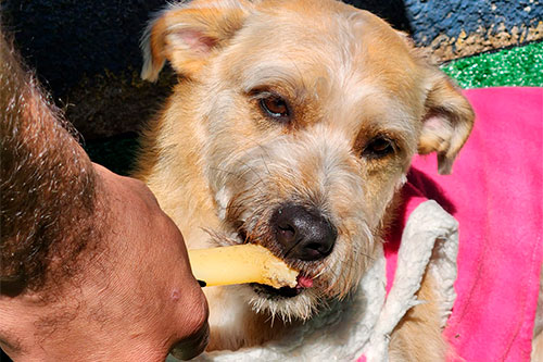 Clínica Pet Morumbi - day-care