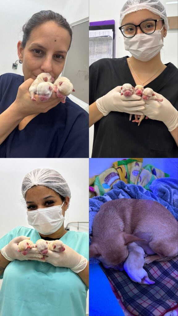 Equipe Clínica Pet Morumbi